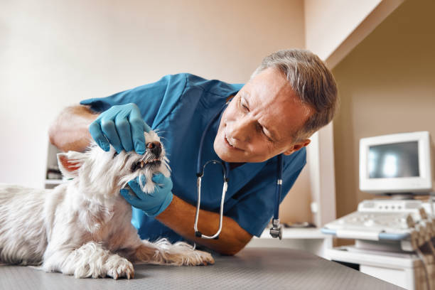 Best Pediatric Emergency Dentist in Lla Lla, WA